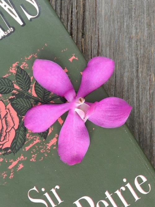 Calypso Mokara Hot Pink Orchids